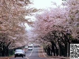 WPT韩国 | 樱你而来 赴春之约 济州岛游玩攻略之看樱花篇