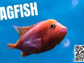 策略教学:你是一条紧凶的“鱼”吗?对照这7点看看